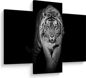 Obraz - Tiger s modrými očami (90x60 cm)