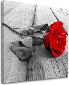 Obraz na stenu KVETY XOBKV115E12 - 60x60 cm