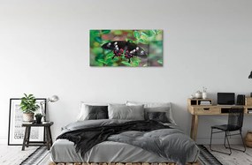Obraz na akrylátovom skle List farebný motýľ 100x50 cm