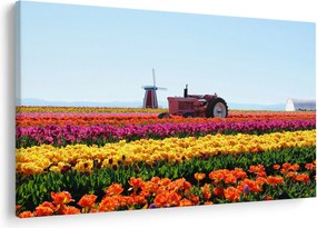 Obraz tulipánové farmy (90x60 cm)