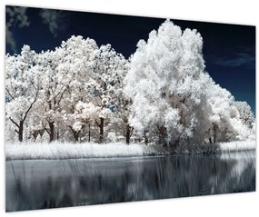 Obraz - Snehobiele stromy (90x60 cm)