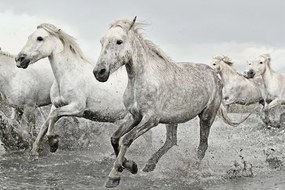 Plagát, Obraz - White Horses, (91.5 x 61 cm)