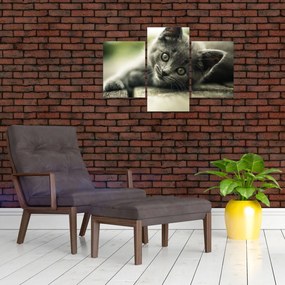 Obraz mačiatka (90x60 cm)