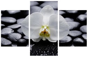 Obraz orchidee (90x60 cm)