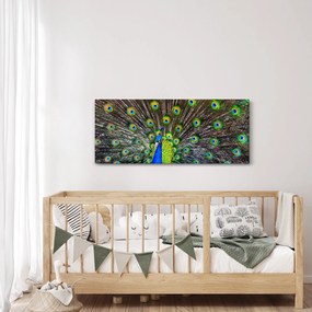 Obraz - Páv (120x50 cm)