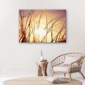 Gario Obraz na plátne Tráva na slnku Rozmery: 60 x 40 cm