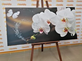 Obraz orchidea a motýľ