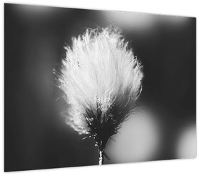 Sklenený obraz - Čiernobiely cottongrass (70x50 cm)