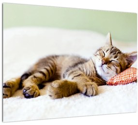 Sklenený obraz - Spiace mačiatko (70x50 cm)