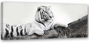 Gario Obraz na plátne Pozorný tiger Rozmery: 150 x 50 cm