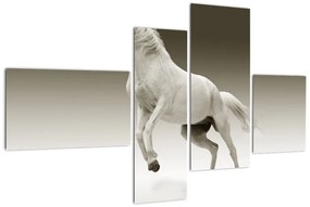 Obrazy bieleho koňa