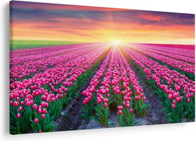 Obraz poľa tulipánov so slnkom (90x60 cm)