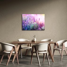 Obraz - Levanduľa vo trblietania slnka (70x50 cm)