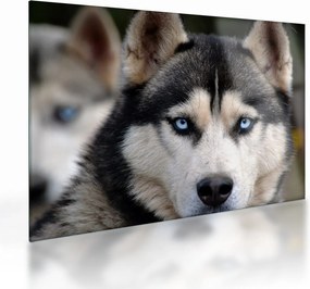Sklenený obraz psa husky (70x50 cm)