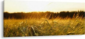 Obraz orosenej trávy (120x50 cm)