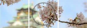 Obraz - Sakura (s hodinami) (90x30 cm)