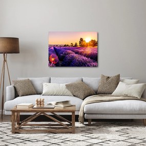 Obraz levanduľového poľa (70x50 cm)