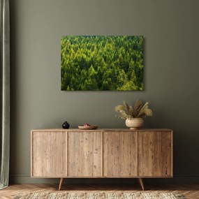 Obraz - Hustý les (90x60 cm)