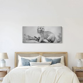 Obraz - Líška šedá (120x50 cm)
