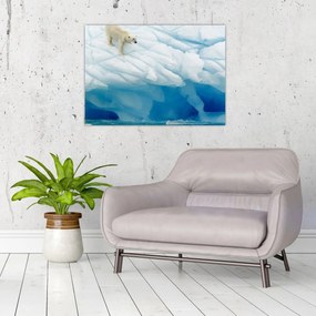 Obraz - Polárny medveď (70x50 cm)