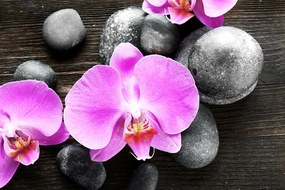Fototapeta nádherná orchidea a kamene - 225x150