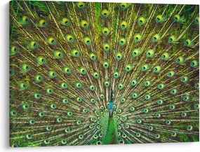 Obraz - Páv (70x50 cm)