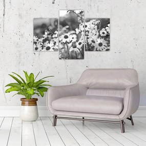 Obraz - Kopretiny (90x60 cm)