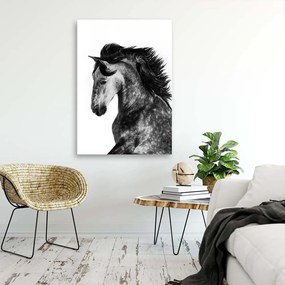 Obraz na plátně Kůň Zvířata Galloping - 80x120 cm