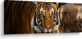 Obraz tigra (s hodinami) (90x30 cm)