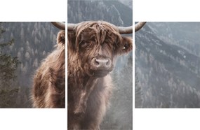 Obraz - Highlander krava (90x60 cm)