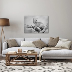 Obraz - Líška šedá (70x50 cm)