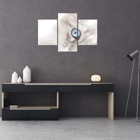 Obraz - Mačka s modrými očami (90x60 cm)