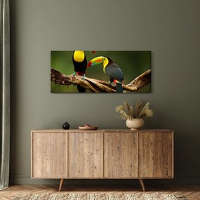Obraz sediacich tukanov, Costa Rica (120x50 cm)