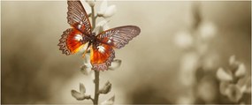 Obraz motýľa (120x50 cm)
