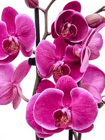 Phalaenopsis (Orchidea) Durban party time purple 12x70 cm