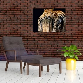 Sklenený obraz - Gepard (70x50 cm)