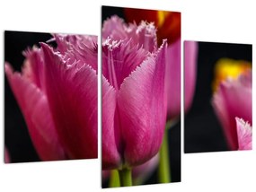 Tulipány - obrazy
