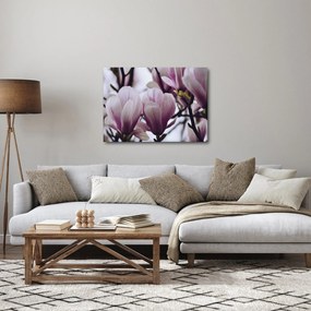 Obraz - Magnolie (70x50 cm)