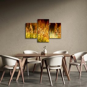 Obraz - Detail rosy (90x60 cm)