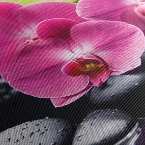 Obraz - Ružové orchidey s palmovým listom (90x60 cm)