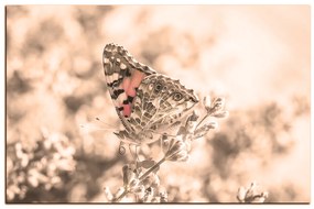 Obraz na plátne - Motýľ na levandule 1221FA (90x60 cm  )