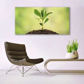 Obraz na akrylátovom skle Pôda rastlina rast 120x60 cm