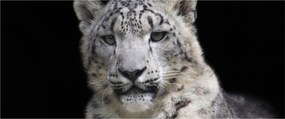 Obraz - Leopard snežný (120x50 cm)