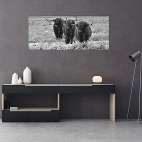 Obraz - Škótske kravy (120x50 cm)