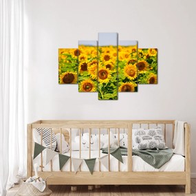 Obraz - Slnečnica (150x105 cm)
