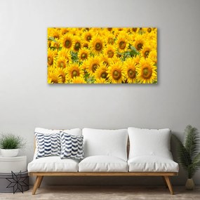 Obraz na plátne Slunecznice rastlina 125x50 cm