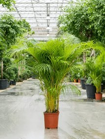 Areca Dypsis lutescens 27x150 cm