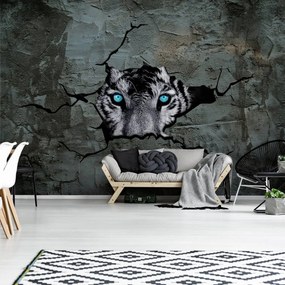 Fototapeta - Tiger s modrými očami (254x184 cm)