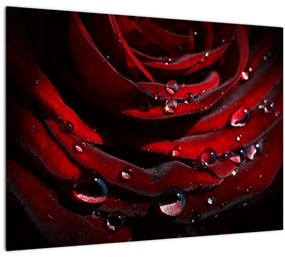 Sklenený obraz - Detail ruže (70x50 cm)