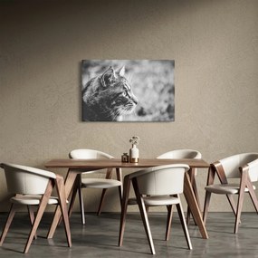 Obraz - Mačka (90x60 cm)